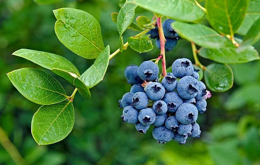 Bleuets en corymbe du Nord