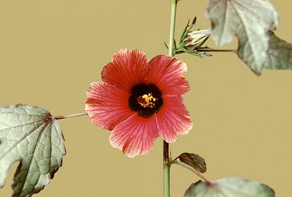 Les fleurs sont accidentelles sur Hibiscus acetosella