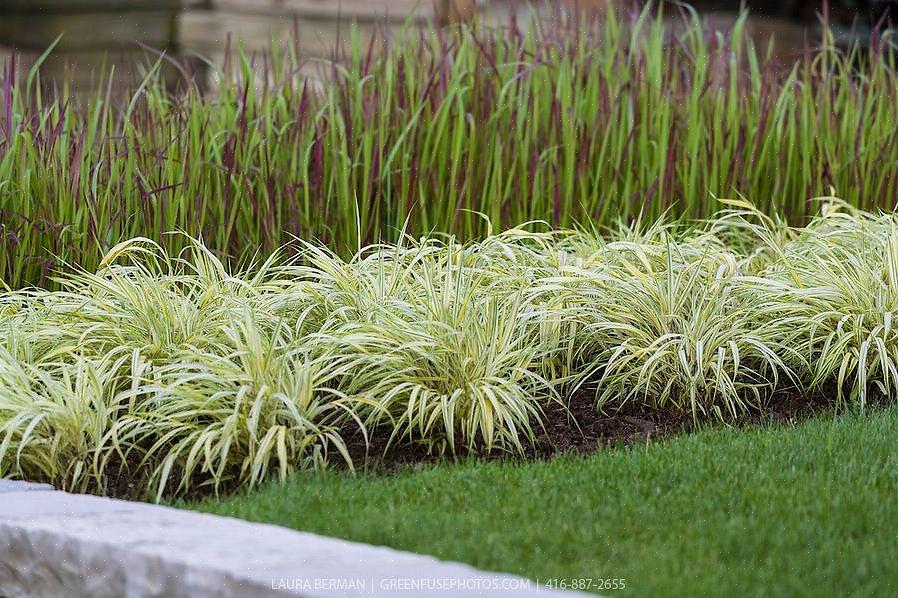 L'herbe de la forêt japonaise dorée (nom botanique