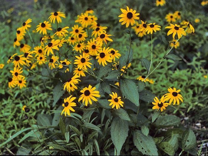 La Rudbeckia hirta 'Maya' rappelle les mamans d'automne avec ses couches de pétales à froufrous