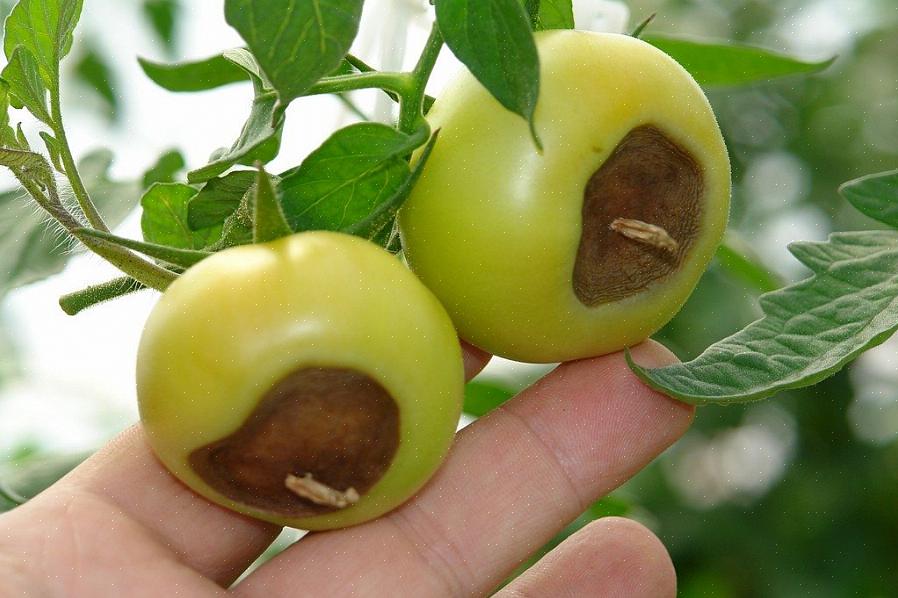 Pourquoi le fond des tomates devient-il noir
