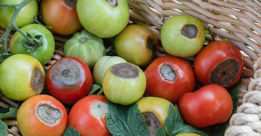 Retirez les tomates endommagées - elles continueront de pousser