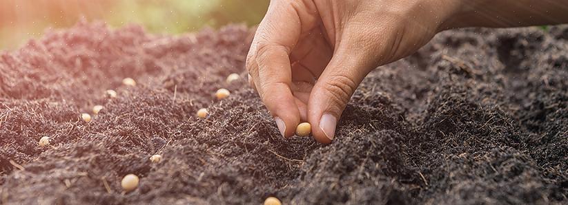 Le semis direct est la méthode de culture de vos plantes à partir de graines semées directement
