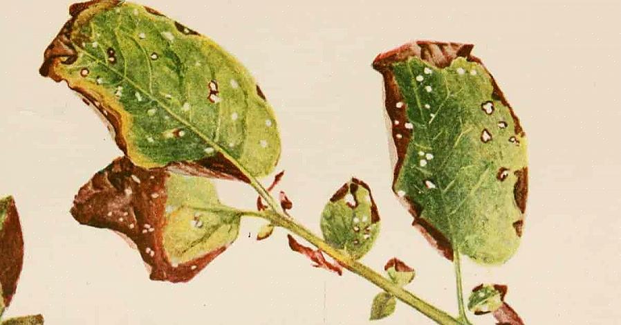 Le mildiou attaque généralement les plantes plus âgées
