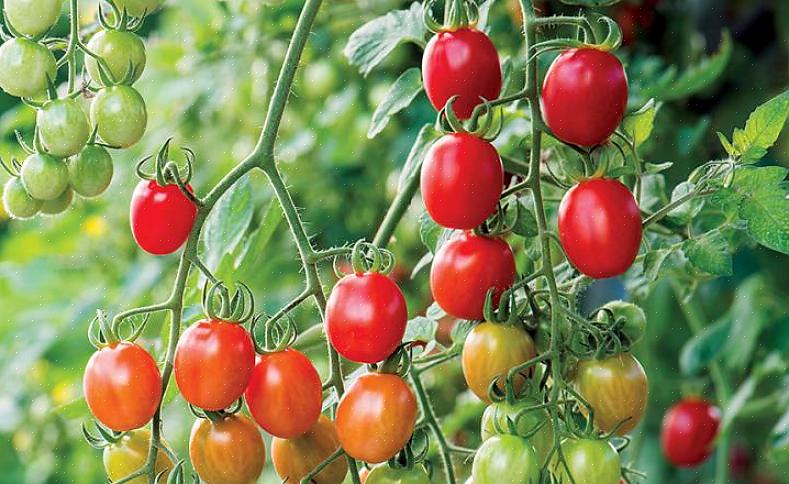 Beauty queen - Beauty Queen est un producteur prolifique de tomates de taille petite à moyenne