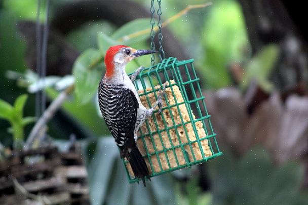 Les jeunes oiseaux peuvent également visiter les mangeoires de suif pour un repas facile avec beaucoup