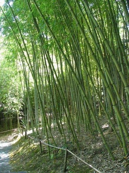 Le bambou est l'une des plantes les plus utiles cultivées au monde