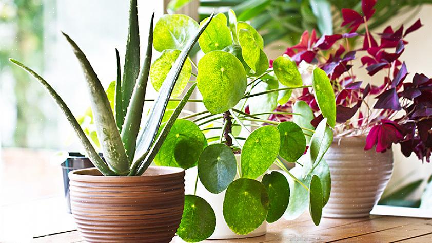 Les plantes sont excellentes pour éliminer les toxines de l'air