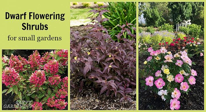 Il existe un moyen de remplir votre jardin ou vos conteneurs de plantes à fleurs sans dépenser beaucoup