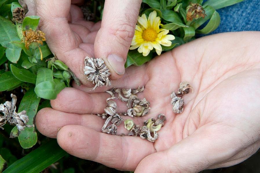 Vous devez conserver les graines de plantes anciennes à pollinisation libre