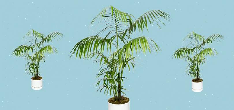 Un palmier kentia finira par devenir un magnifique spécimen de plante atteignant 10 mètres de haut