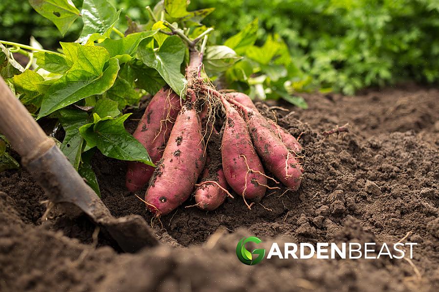 Vous pouvez simplement acheter des patates douces à l'épicerie