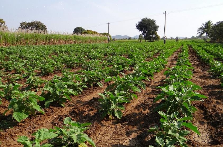 L'aubergine doit être démarrée à partir de graines à l'intérieur dans la plupart des régions