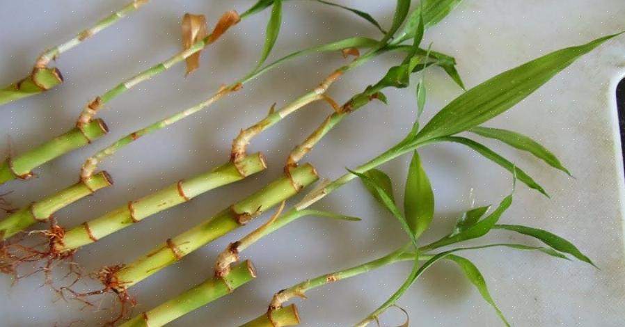 Lors de l'enracinement du bambou chanceux