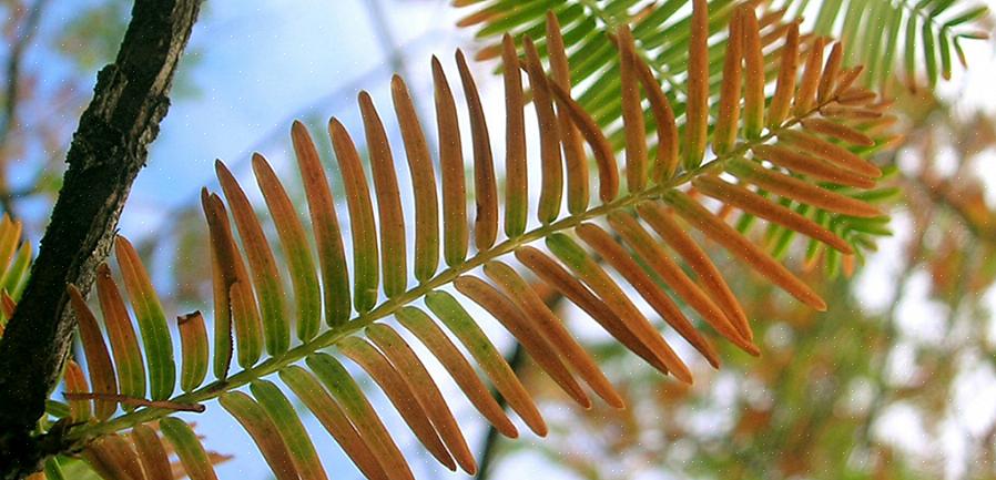 Les aiguilles vert vif de ce mélèze jaunissent à l'automne