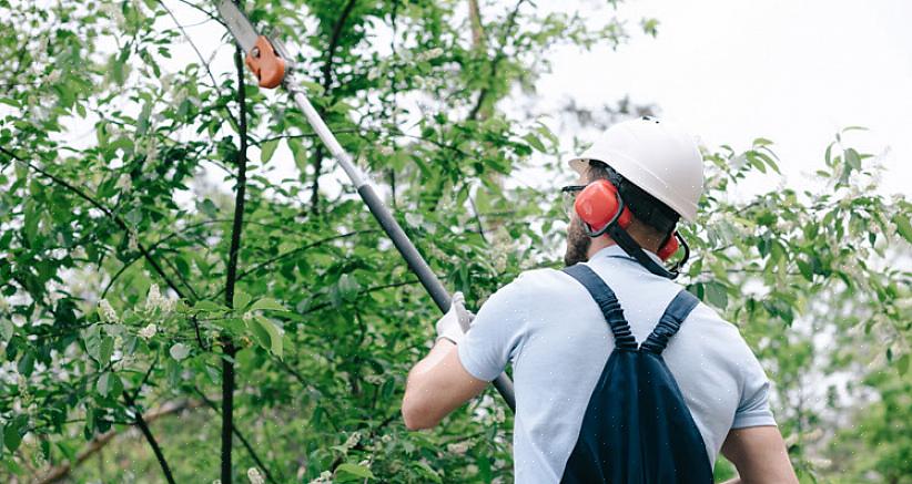 Votre coupe à la scie réduira le bois qui retient le membre en une bande faible