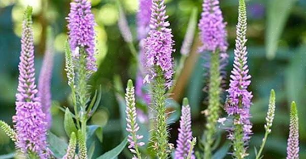 Speedwell peut être pérenne ou annuelle