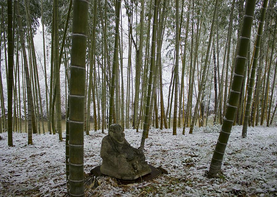 Pour faire pousser des plantes de bambou dans les climats nordiques