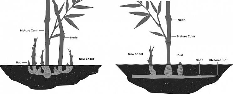 Il existe deux catégories de base de plantes de bambou couramment utilisées dans les paysages domestiques