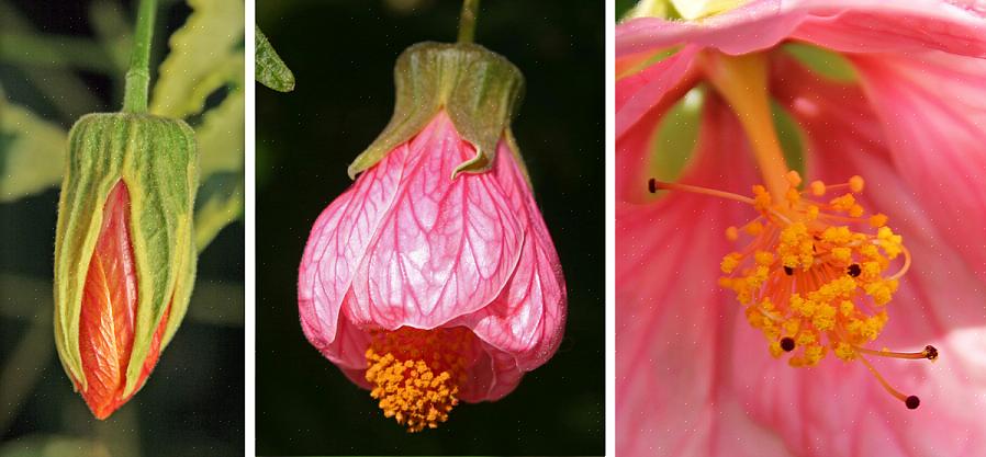 Les abutilon sont des plantes à floraison libre avec des feuilles comme les érables