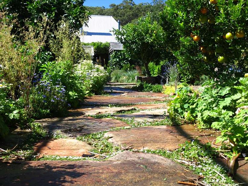 La conception de jardin présentée ici contient 20 plantes herbacées différentes