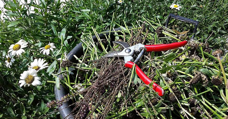 Pour réduire les plantes vivaces