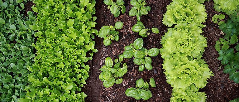 Les graines de mauvaises herbes deviennent bien établies