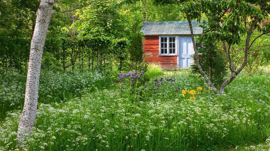 Les voyous des plantes sont des plantes qui poussent avec trop d'enthousiasme