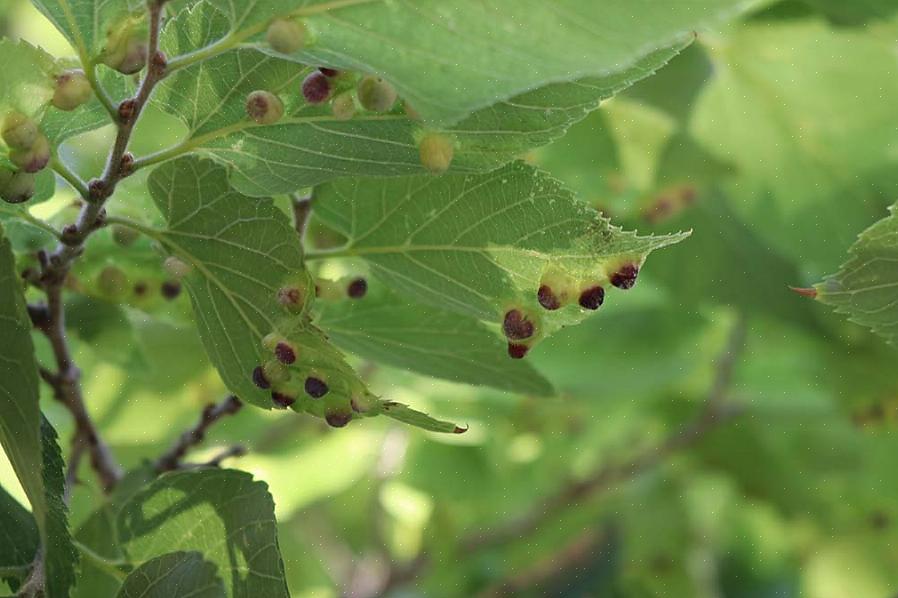 Bien que les dommages causés par les galles ne tuent généralement pas un arbre