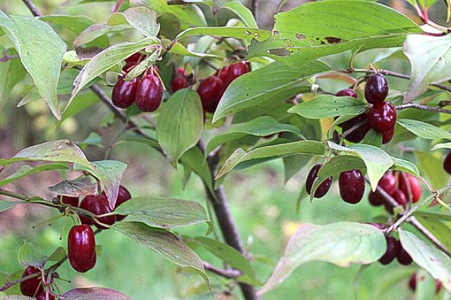 Les noms de cet arbuste incluent le cerisier cornélien