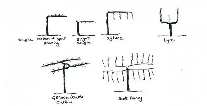 Cultiver un petit arbre qui deviendra un point focal dans votre jardin