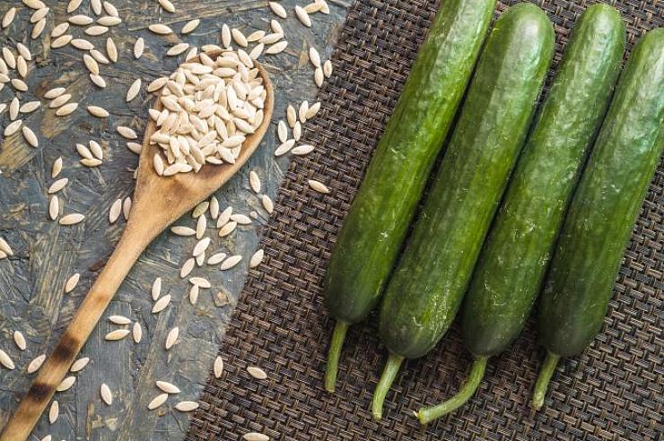 Mais conserver les graines de concombre est un peu plus compliqué que de conserver les graines de haricots