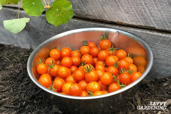 Les graines conservées à partir de tomates hybrides ne se réaliseront pas