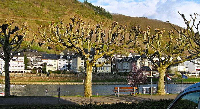 Un troisième terme arboricole que vous entendrez