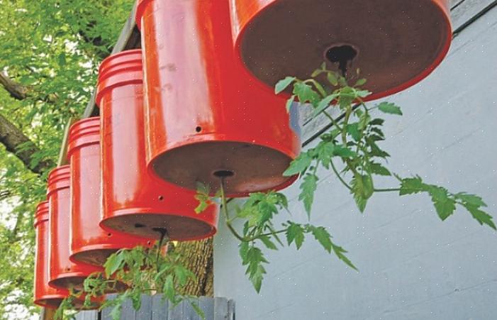 Lorsque votre plant de tomate à l'envers commence à pousser