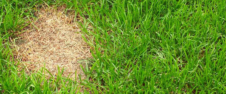 Assurez-vous que des amendements de sol appropriés (par exemple de l'engrais pour pelouse ou du compost)