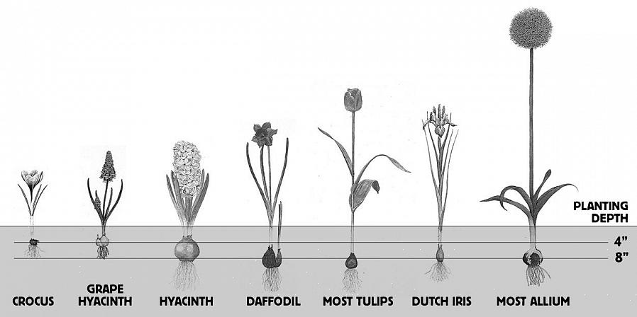 Une autre règle générale est que les gros bulbes doivent mesurer environ 20 centimètres de profondeur