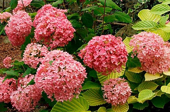 Les nouveaux arbustes sont cultivés non seulement pour fleurir plus gros