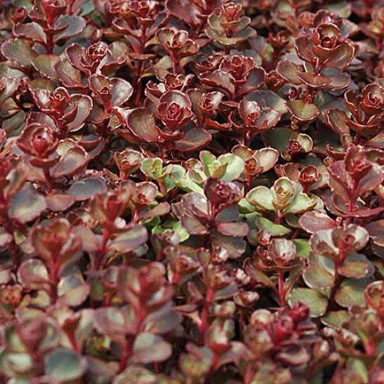 Incluez une sélection de ces plantes vivaces faciles dans votre jardin résistant aux cerfs pour les fleurs