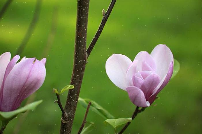 Si vous remarquez des taches foliaires sur votre magnolia