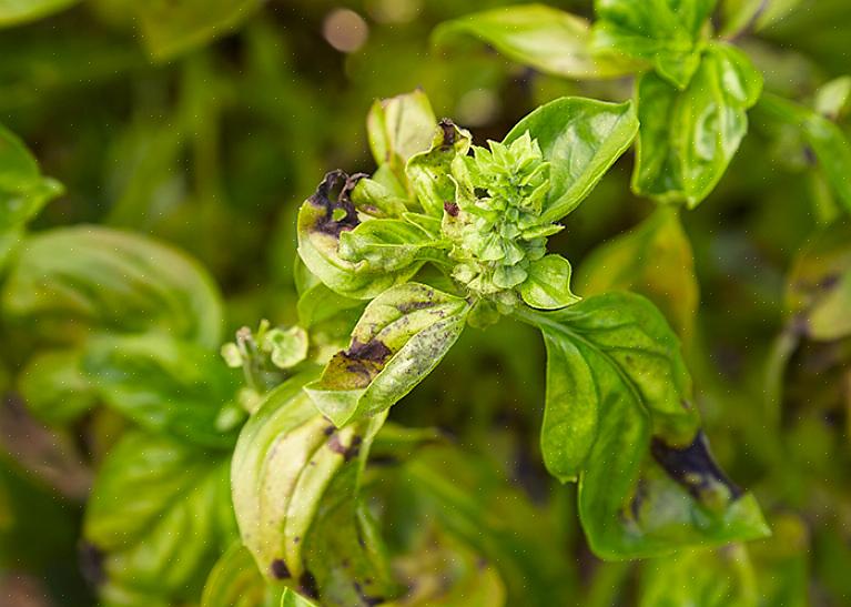 Les herbes ont besoin d'une ventilation adéquate