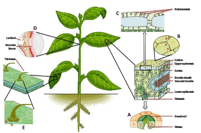 Une application foliaire peut faire référence à une alimentation foliaire ou à une application foliaire