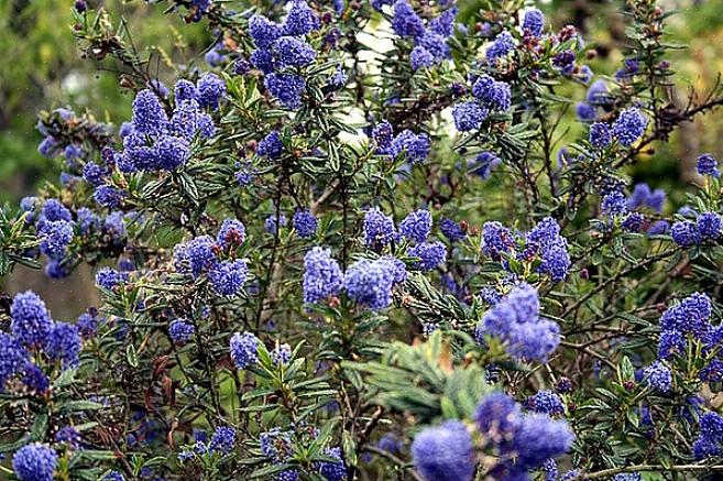 Le ceanothus à fleurs bleues (Ceanothus thyrsiflorus) est un arbuste à feuilles persistantes originaire
