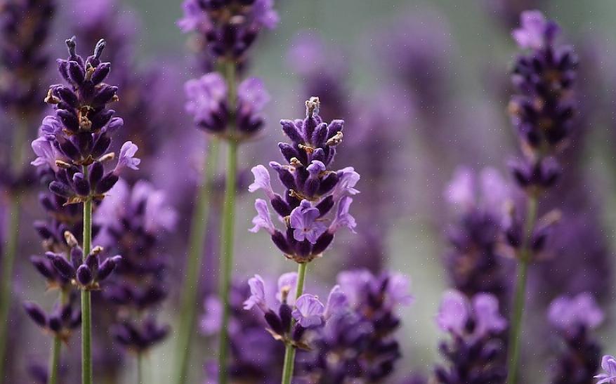 Le coton lavande prospérera dans votre jardin de rocaille