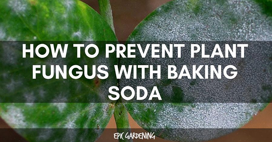 Arrêtez d'appliquer le spray de bicarbonate de soude sur votre plante