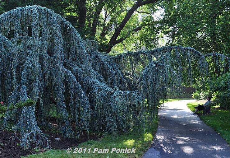 Cet arbre peut également être appelé cèdre bleu pleureur ou cèdre de l'Atlas pleureur