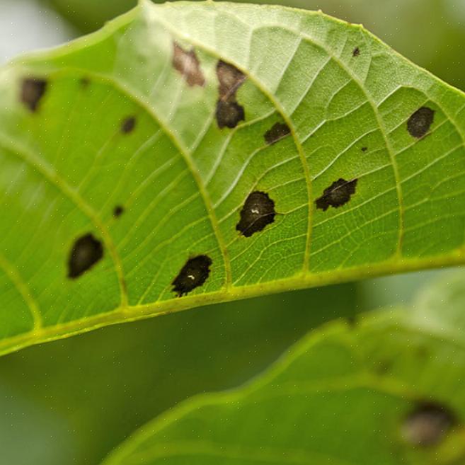 La maladie a été signalée sur environ deux douzaines d'espèces de Prunus