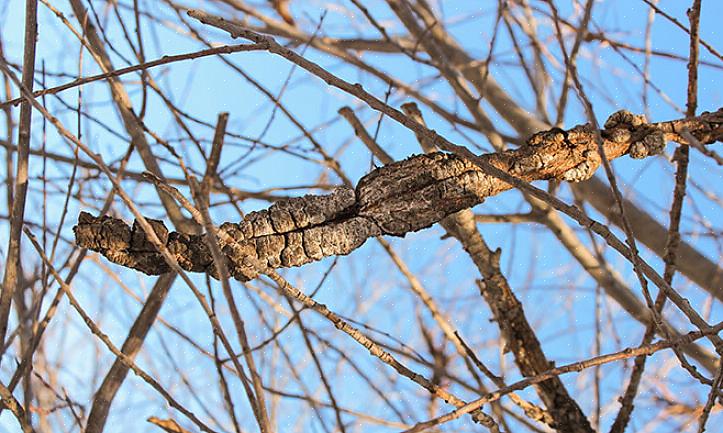 Si vous vivez dans une région où les espèces sauvages de Prunus sont fréquemment infectées par le noeud noir