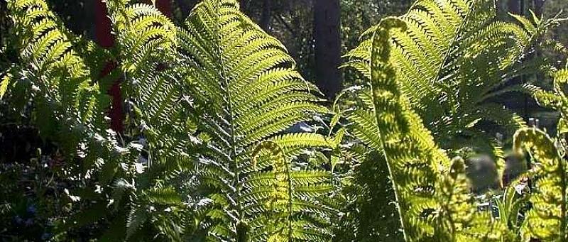 Les fougères Fiddlehead préfèrent l'ombre légère ou mi-ombre