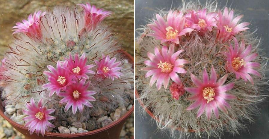 Les cactus Mammillaria peuvent se multiplier facilement à partir de compensations